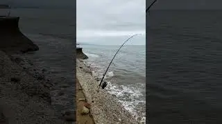 Last minute cast caught a big one #stingray #fishon #fishing #waitinggame #patience