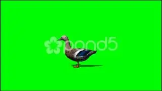 Duck In Motion - royalty Free Green Screen