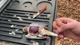 How to field dress a dove