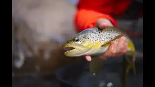 Pristine Mountain Brownies