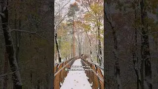 Красивые места в Москве #nature #fall #autumn #park #forest #winter