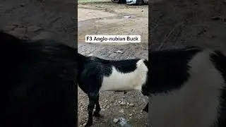 Фермы Терра Гранде