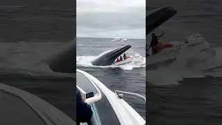 A Whale ate a whole yacht👀.#ytshorts #trendingshorts #viralshorts #foryou #nigeria #funny #comedy