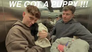 we got a puppy !