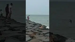 natural feel animal