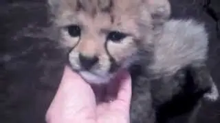 Cute New Baby Cheetah | Busch Gardens Tampa Bay