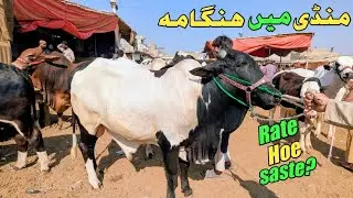 Karachi Cow Mandi Malir Rates 13 jan 2026 | Rates Ka Hungma Rates & Bargain 