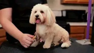 Heartshire Pets- In Home/Housecall Grooming