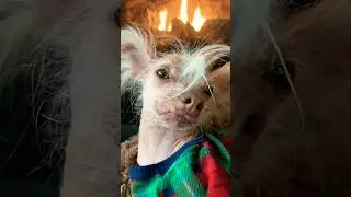 pretty little baby🥹 #viral#shorts#fyp#dog#chinesecrested#funny#funnyshorts#trend#dance#fypシ #dogmom