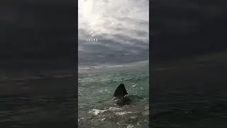 Great White Shark Comes Through The Surface With Jaw Extended