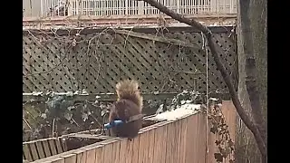 Video shows knife wielding squirrel in woman&rsquo;s backyard