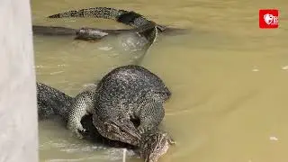 Langka ... Berburu Biawak Besar Dapatnya Lagi Getu an ..... | PCP Java Tactical