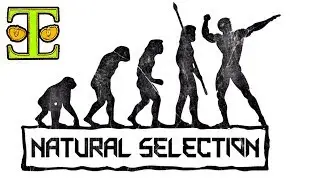 The Faulty Assumptions of Natural Selection