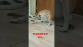 Tunay Magmahal Mga Aso At Pusa...