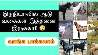 ஆடுகளின் வகைகள் இந்தியாவில் 🧐#goat#aadu#aadubreeds#goatbreeds#breeds#breeding#pannai#aaduvalarpu 