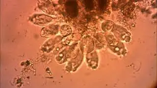 Funghi basidiomiceti
