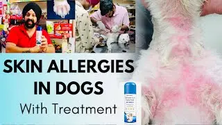 Pet care | Most Common Skin Problems Dog Allergy, Bacterial, Fungal, Infections & Wounds. BholaShola