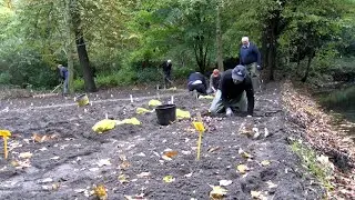 Vrijwilligers planten duizenden bollen in Poldertuin