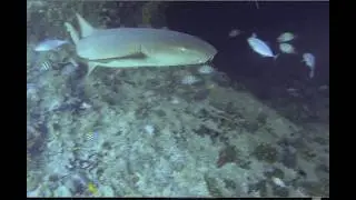 Snorkeling with Sharks and Reef fish at Thunderball Grotto - Staniel Cay Exumas.