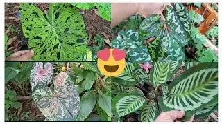 PLANTAS GRANDES E LINDAS E COLORIDAS NO VIVEIRO DE UMA AMIGA 