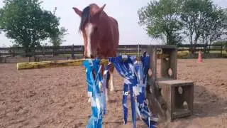 Scared Arabian horse and fluttering tape.