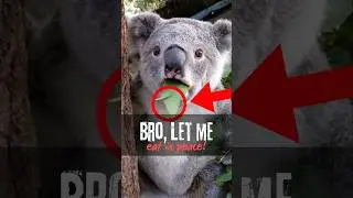 Top 3 Funniest Animal Moments (Part 2)