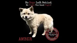 Adopt Amber 4424