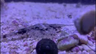 Rare Flying Jet Sea Moth fish!