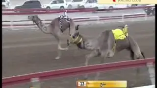 مهرجان محمد بن زايد #ميدان_الذيد لقايا 6-1-2013 صباحاً (سيارات) الشوط 3