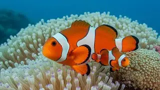 OCEAN VEIL PIANO 🌊 Aquarium Music for Soft Calm & Emotional Unwind