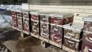 Honey Bees Need Sunshine During Winter For Cleansing Flights