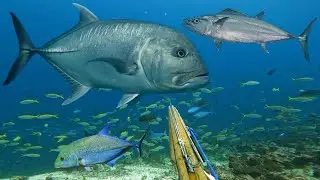 BERBURU IKAN GIANT TREVALLY DAN JENIS IKAN BESAR LAINYA 