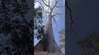 Prasat Ta Prohm Temple ប្រាសាទ តាព្រហ្ម Angkor Archaeological Park Siemreap Cambodia 🇰🇭