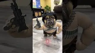 These Dog Outfits Are Absolutely Hilarious #funnydogs #petfashion #cute