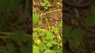 Poskok = Vipera ammodytes.       Obala Dunava