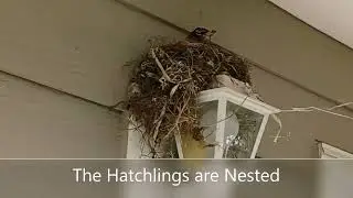 Birds | KEEPING EACHOTHER SAFE| American Robin