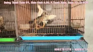 17/12/2025: gà mini✔️ phụ kiện✔️ lồng✔️ cám✔️ gà tre Băc✔️