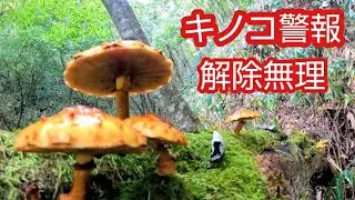 キノコ異常発生警報解除出来ません【ほうとう風鍋】