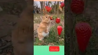 Rabbit 🐇 | #entertainment #funny #pkmemes #viral #memes #funnvidspk #funnymemes #pkfunny