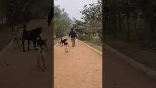 Animals Helping ❣️🐕❣️#Shorts #respect #dog #bejuban #animals #Gmsahu