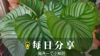 青苹果竹芋莫名焦尖？是什么原因！ 青苹果竹芋，学名圆叶竹芋，是竹芋科肖竹芋属多年生常绿草本观叶植物，由于叶片硕大、叶形浑圆，叶面具有银灰色的条纹，看上去像青苹果。老花医 养花小知识 园艺生活 绿植