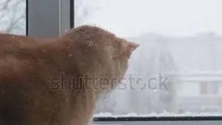 Kittens' reaction to snow, snowy adventures. First steps in the snow-covered yard