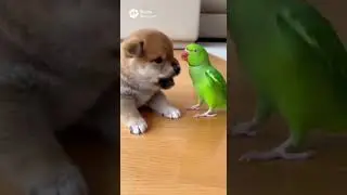 Who Can Scream Louder #cute #cuteanimals #funny #hamster #shibainu #cat #parrot