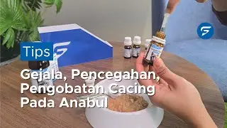 Freshtorials Ep. 5&ndash; Worm Infections in Cats: Symptoms, Prevention & Treatment