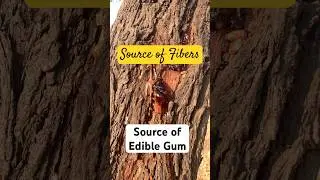 Edible gum - natural source of Fibers #trending #ediblegum #nature