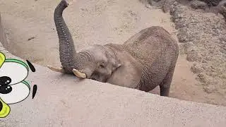 Funny Animal Compilation