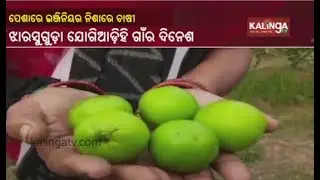 Engineer From Jharsuguda Successfully Turns To Farming And Aquaculture || Kalinga TV