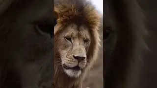 🦁🦓 Lion Protects Baby Zebra from Crocodiles | Shorts #movie