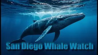 San Diego Whale Watching - Fin Whale