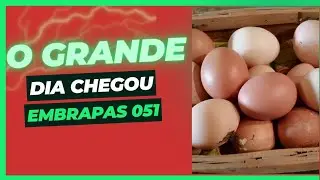 PRIMEIRO OVO DAS EMBRAPAS 051